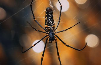 Where is industrial spider silk? (Part 1)