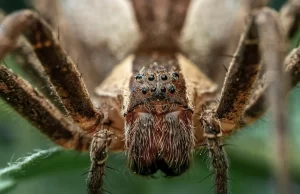 ¿Dónde está la seda de araña industrial? (2ª parte)