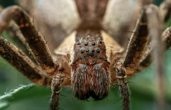 Where is industrial spider silk? (Part 2)
