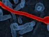 한 에볼라를 겨냥한 백신, 다른 에볼라를 상대로 시험받다 A long, red, thread-like virus particle with a curled end lying across blue cells.
