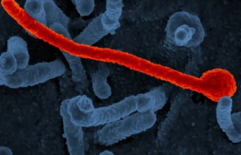 A vaccine for one Ebola, tested against another A long, red, thread-like virus particle with a curled end lying across blue cells.