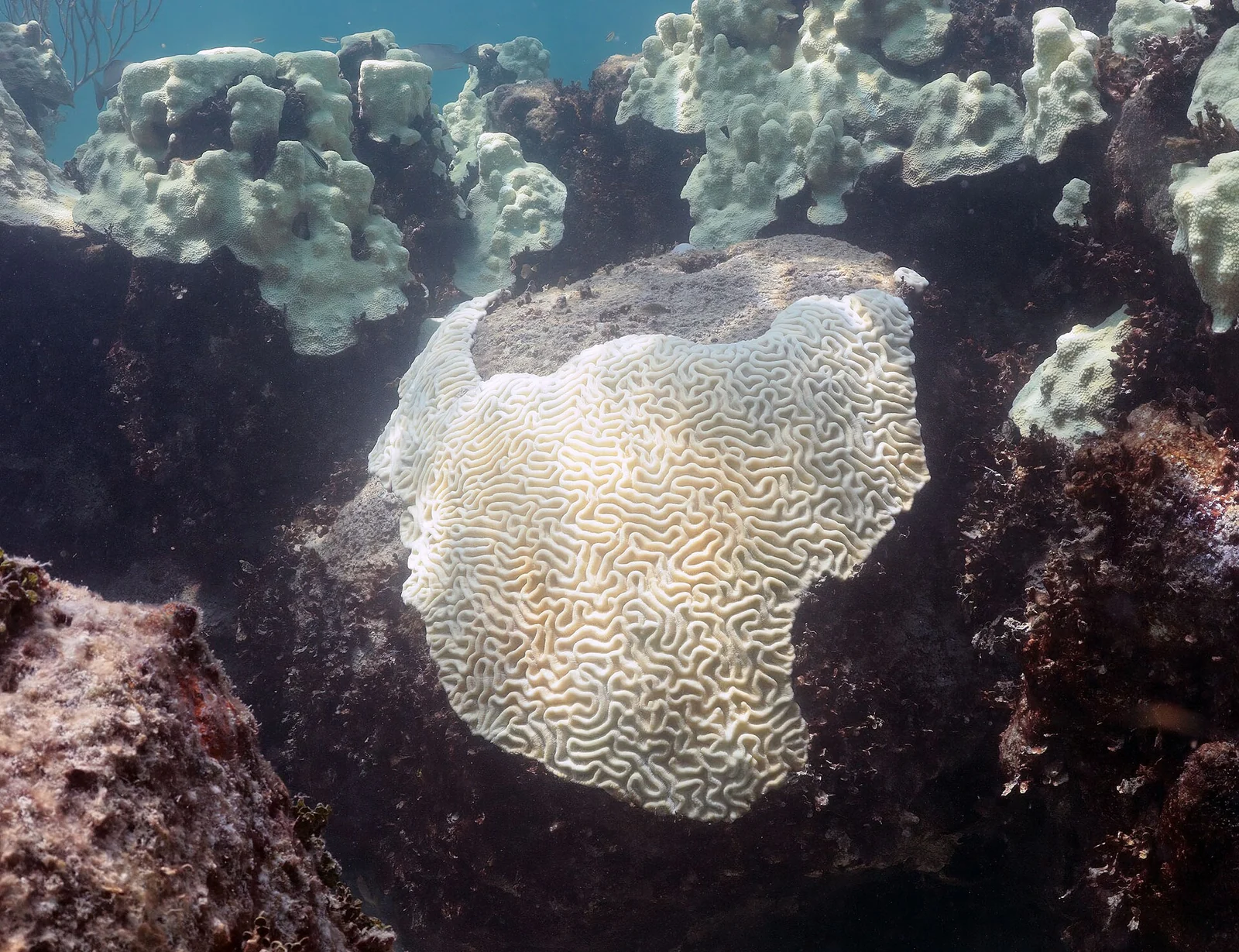 Vista submarina de un coral cerebro blanco y blanqueado rodeado de afloramientos de coral muerto